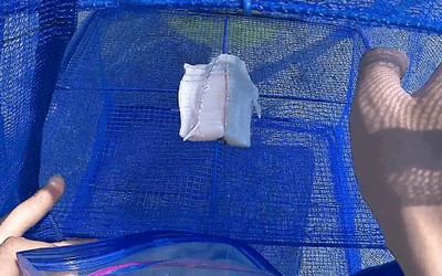 サゴシの干物作り