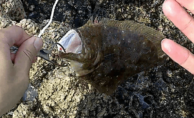 青物を釣ったら ストリンガーの使い方 アウトドア ライフ 無鏡庵