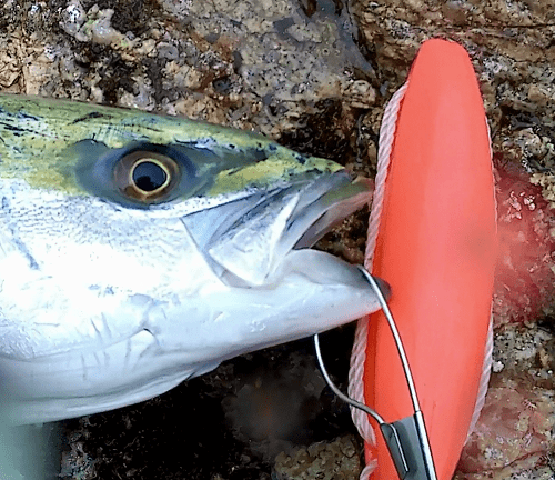 青物を釣ったら ストリンガーの使い方 アウトドア ライフ 無鏡庵