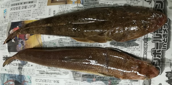 底物ヒラメとマゴチについて アウトドア ライフ 無鏡庵