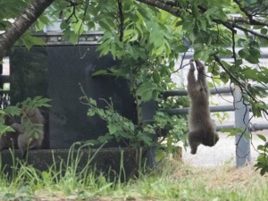 ぶら下がるニホンザル