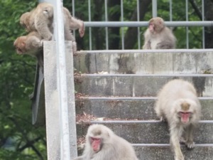 関川村のニホンザル