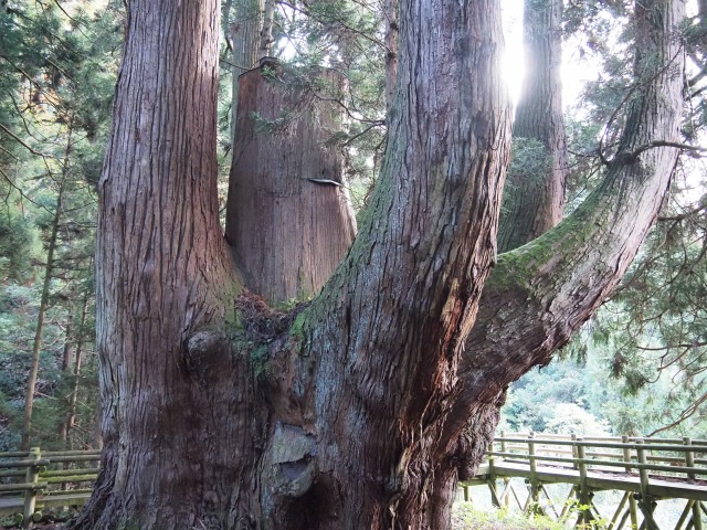 三川の将軍杉