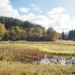 阿賀のたきがしら湿原