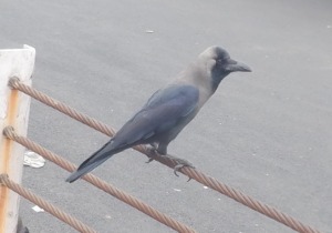 インドのカラスを拡大