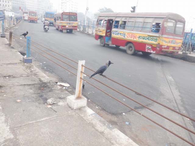 インドのカラス