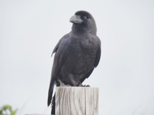 日本のカラス